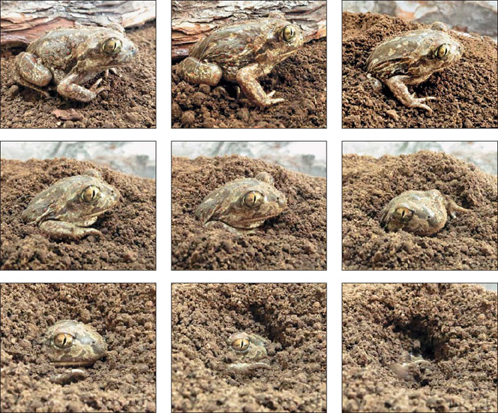 Как зарывается чесночница («Природа» №11, 2020)