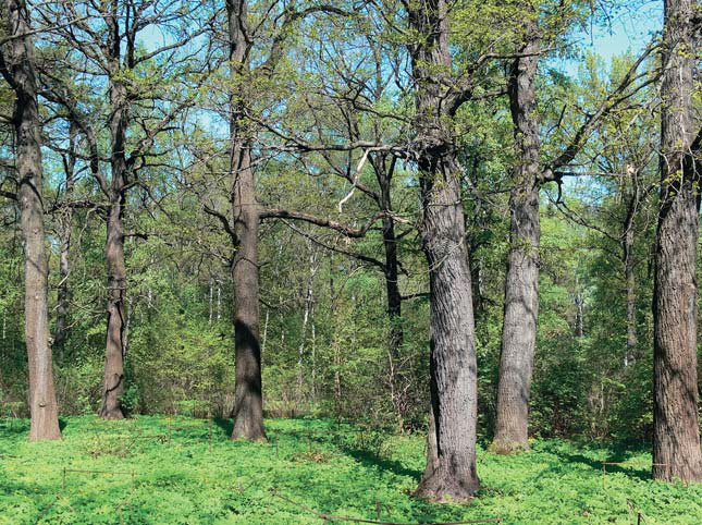 Участок широколиственного леса в Главном ботаническом саду имени Н. В. Цицина РАН («Природа» №11, 2020)