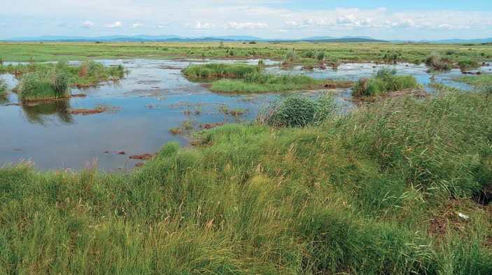 Затопленные луга на восточном побережье («Природа» №11, 2020)