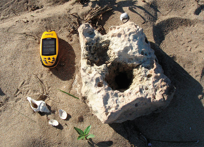 Обломок кораллового основания, найденный в дюне Фенамбоси («Наука из первых рук» №1–2(91), 2021)