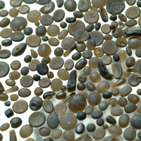 Австралийские тектиты