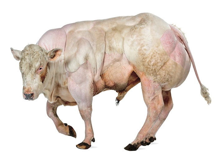 Мышцы этого восьмимесячного быка породы бельгийская голубая почти вдвое больше, чем у обычных собратьев («Наука из первых рук» №1–2(91), 2021)