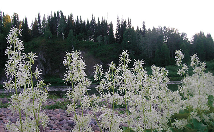 Эхиноцистис (колючеплодник) лопастный (Echinocystis lobata (Michaux) Torrey et Gray) («Наука из первых рук» №1–2(91), 2021)