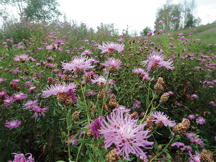 Василек луговой (Centaurea jacea L.) («Наука из первых рук» №1–2(91), 2021)