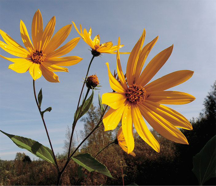 Подсолнечник клубненосный, или топинамбур (Helianthus tuberosus L.) («Наука из первых рук» №1–2(91), 2021)
