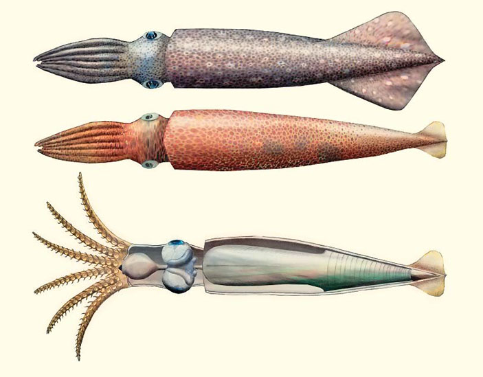 Рис. 1. Реконструкция белемнита («Природа» №12, 2020)