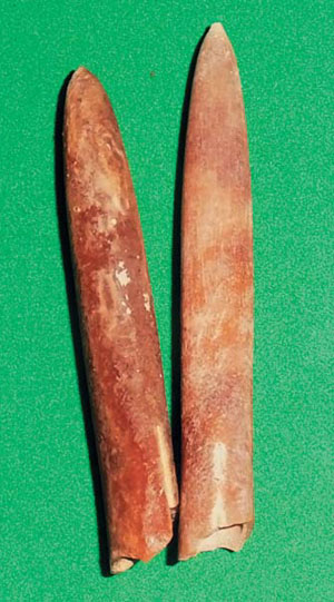 Рис. 2. Ростры белемнитов («Природа» №12, 2020)