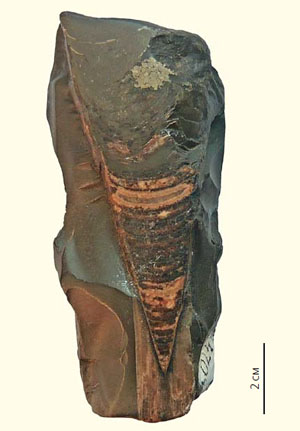 Рис. 4. Скелет белемнита во вмещающей породе («Природа» №12, 2020)