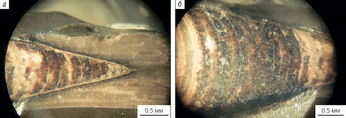 Рис. 5. Фрагмокон белемнита («Природа» №12, 2020)