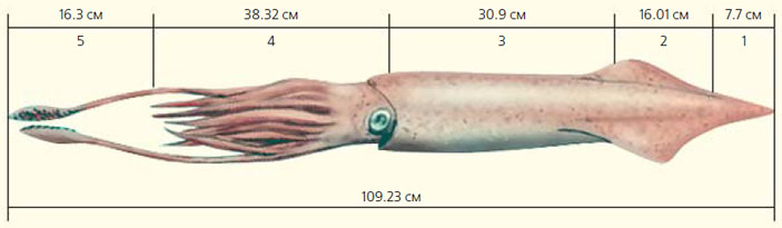 Рис. 9. Реконструкция размера белемнита на основе изученной окаменелости («Природа» №12, 2020)