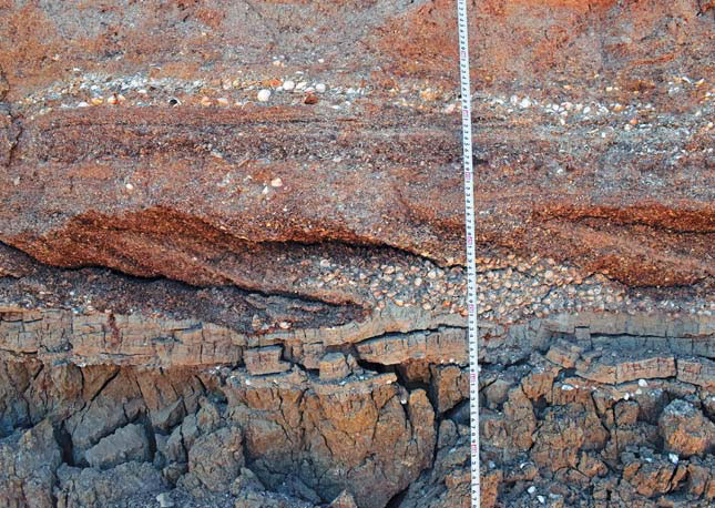 Фрагмент стенки разреза Эльтиген с включением раковин моллюсков («Природа» №12, 2020)