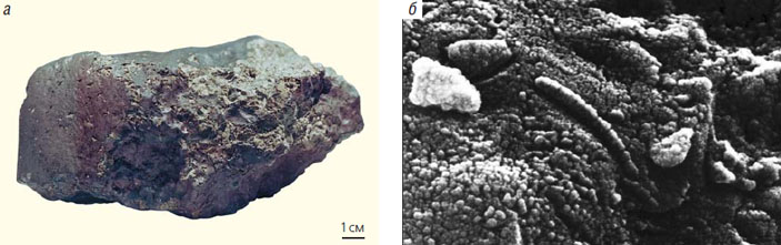 Метеориты из Антарктики («Природа» №1, 2021)