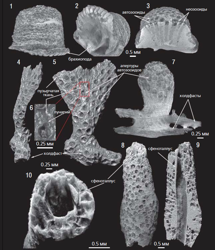 Изображения дапинских мшанок из «геккерова горба», полученные методом микротомографии («Природа» №1, 2021)