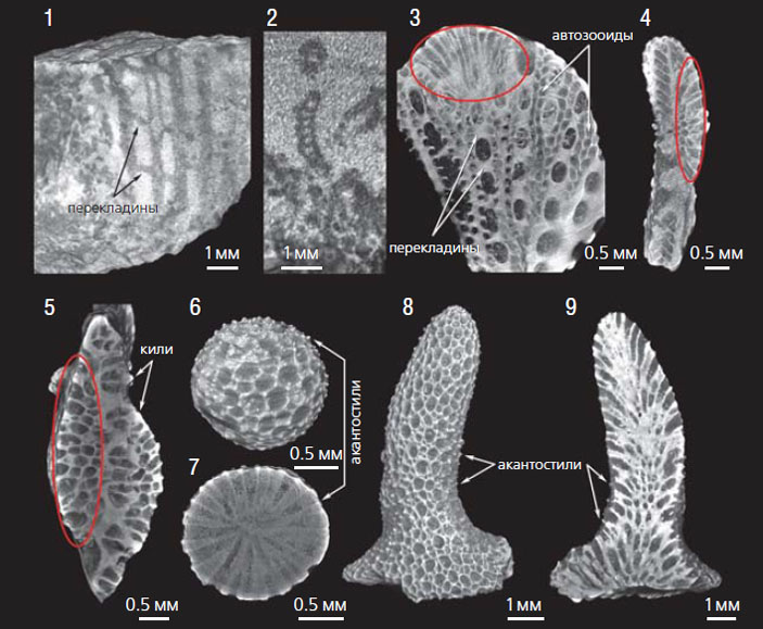 Изображения мшанок из нижнего карбона Южного Казахстана и средней перми Самарской обл. России («Природа» №1, 2021)