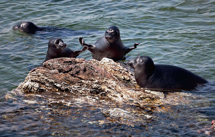 Байкальские нерпы («Коммерсантъ Наука» №3, 2021)