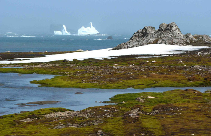 Лишайники в Антарктиде («Знание — сила» №1, 2020)