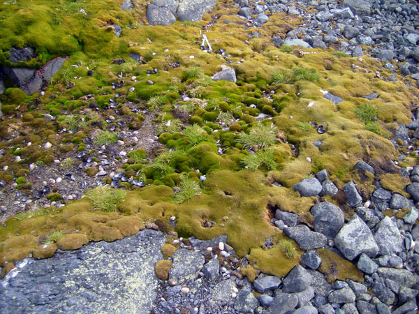 Куртины злака — щучка антарктическая, растущего среди мхов («Знание — сила» №1, 2020)