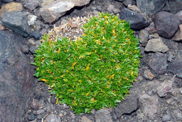 Колобантус Кито («Знание — сила» №1, 2020)