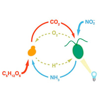 Рис. 1. Схема облигатного мутуализма пекарских дрожжей и хламидомонад