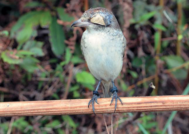 Манковая птичка сорокопут