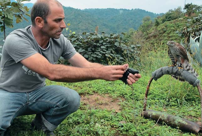 Обучение ястреба-перепелятника