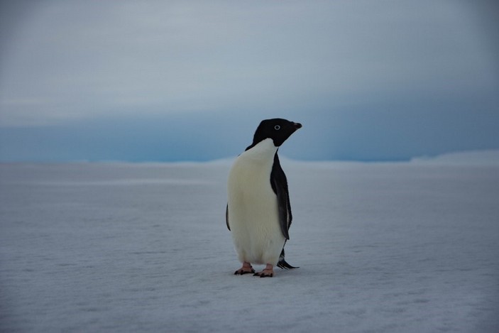 Пигвин на льду
