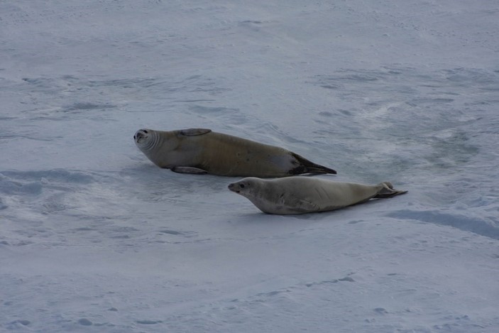 Тюлени в Антарктиде