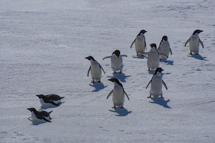 Стая пингвинов