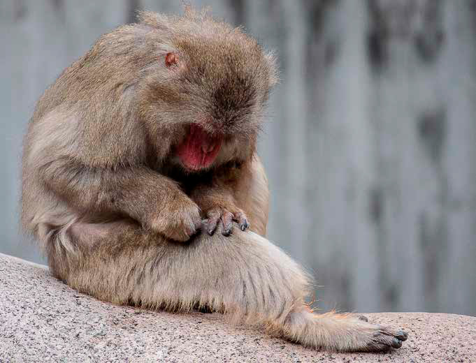 Чтобы уберечься от кусачих паразитов, животные регулярно ухаживают за шерстью («Химия и жизнь» №11, 2021)