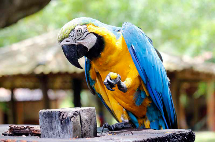 Сине-желтые ара Ara ararauna, склонные к стереотипному поведению, по когнитивным способностям не уступают иным приматам. Нейронов в переднем мозге у них больше, чем у макак-резусов. На свою беду, сине-желтые ара попали в список попугаев, пригодных для содержания в неволе («Химия и жизнь» №1, 2022)