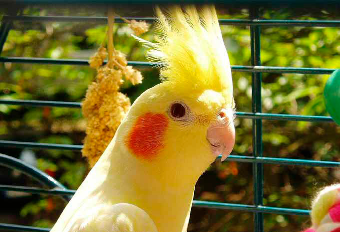 Австралийский попугай корелла Nymphicus hollandicus отлично себя чувствует в городской квартире. Вывозить этих птиц из Австралии запрещено, все домашние кореллы выведены в неволе («Химия и жизнь» №1, 2022)