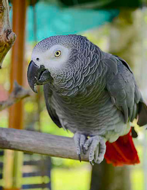 Серый попугай жако Psittacus erithacus открывает список крупных попугаев, рекомендованных для содержания в неволе, как одна из самых умных птиц. Меж тем 40% домашних жако жуют и выщипывают свои перья («Химия и жизнь» №1, 2022)