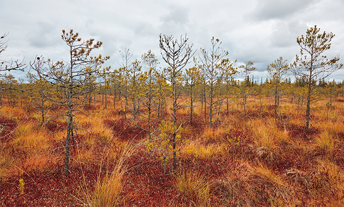 Большое Васюганское болото. Фото А. Тупицыной