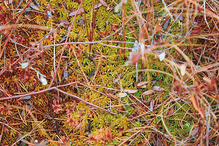 Мох сфагнум — одно из главных растений-торфообразователей. Большое Васюганское болото