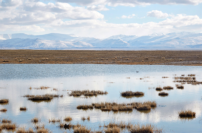 Болотный кондиционер планеты
