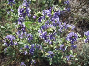 Люцерна посевная