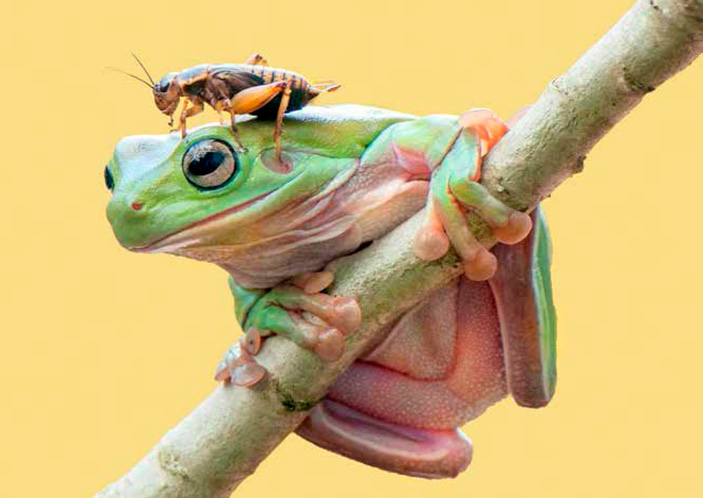 Фото: Alamy («Химия и жизнь» №4, 2022)