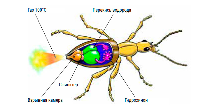 Жук-бомбардир стреляет раскаленным газом, компоненты которого синтезирует в специальных железах («Химия и жизнь» №4, 2022)