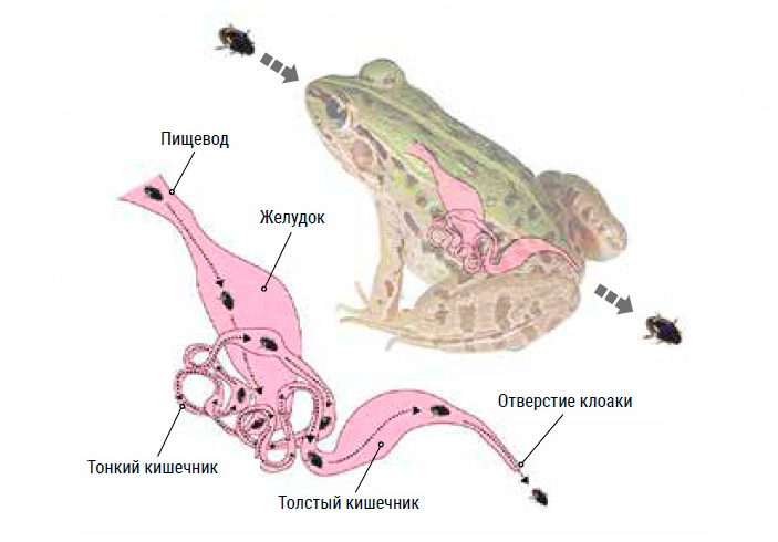 Путь жука на волю извилист и долог. Рисунок Синдзи Сугиюры («Химия и жизнь» №4, 2022)
