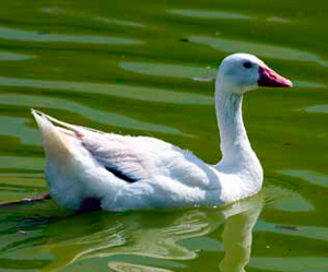 Коскороба похожа на лебедя, но поменьше («Химия и жизнь» №4, 2022)