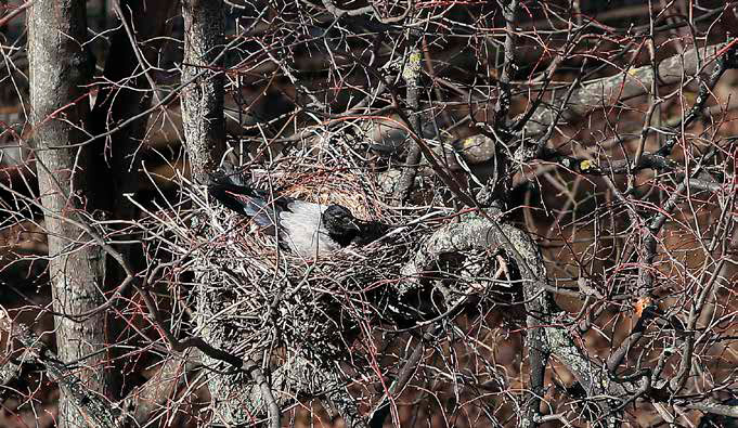 У вороны гнездо не слишком изящное, зато расположено высоко. Не каждый может в него заглянуть. Фото: Андрей Константинов («Химия и жизнь» №5, 2022)