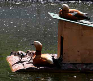 Огари стали такими же привычными обитателями Москвы, как кряквы. Фото: Андрей Константинов («Химия и жизнь» №5, 2022)
