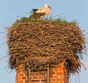 Гнездо аиста на трубе. Фото: A. Savin, WikiCommons («Химия и жизнь» №5, 2022)