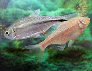 Astyanax mexicanus