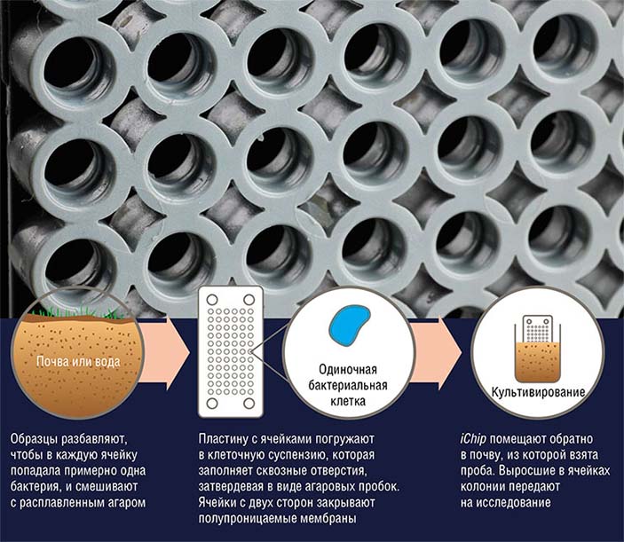 iChip – многоканальное устройство для выделения и выращивания «некультивируемых» бактерий в их естественной среде