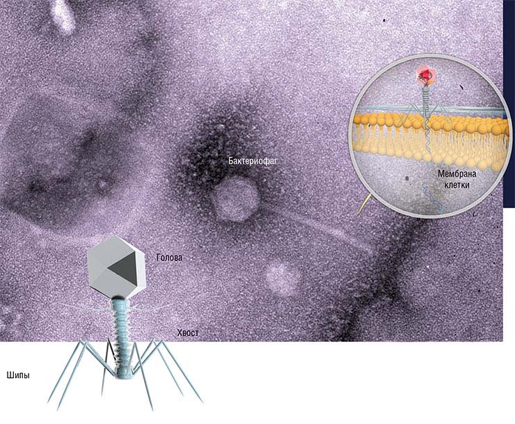 Типичный бактериофаг