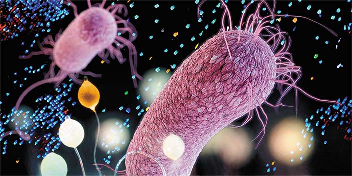 Оксилипины: эволюция биохимического «эсперанто»