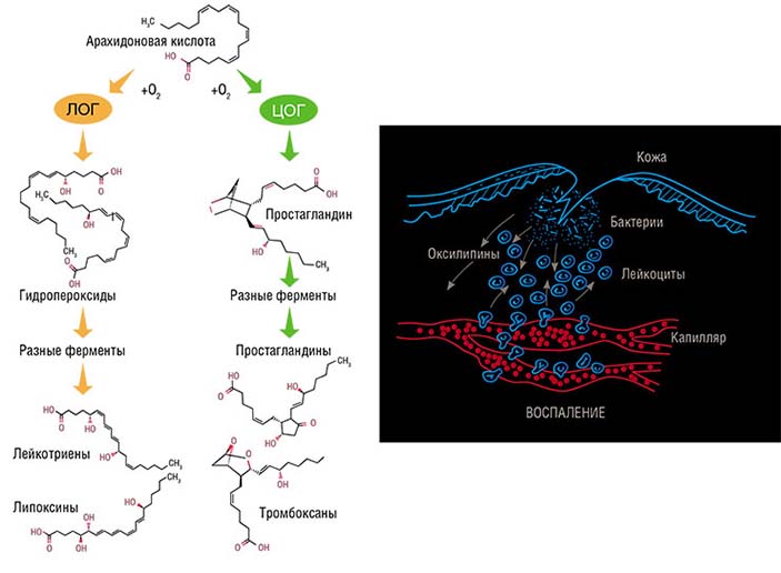 При повреждении тканей в результате травмы или проникновения патогена клетки животных начинают производить из арахидоновой жирной кислоты 20-углеродные оксилипины