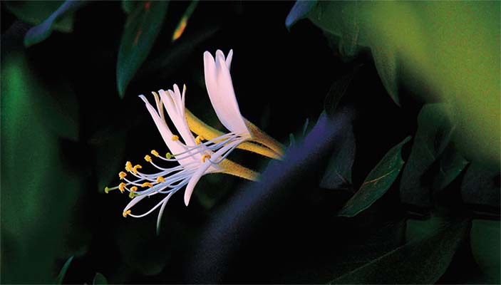 Первые растительные химические аналоги животных простагландинов были выделены в 1962 г.