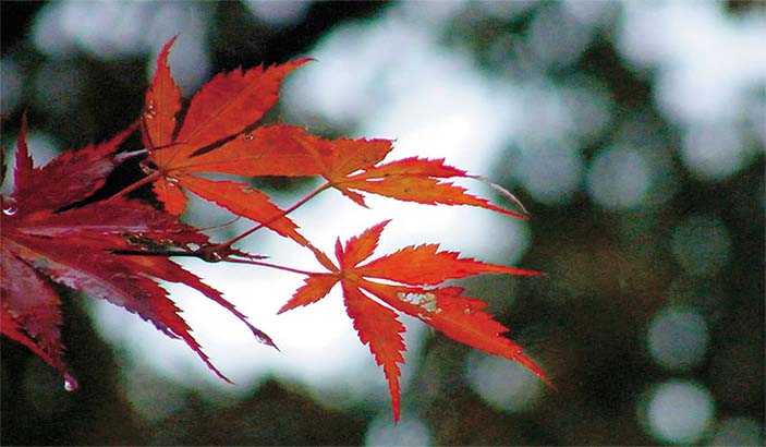 Яркие краски золотой осени создаются растительными «гормонами стресса»